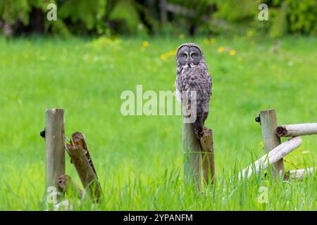 great grey owl, great gray owl; spectral owl, Lapland owl, spruce owl, bearded owl; Phantom of the North, cinereous owl (Strix nebulosa), perching on Stock Photo