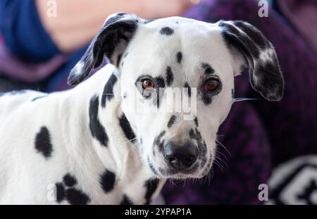 Dalmatian dog looking to camera Stock Photo