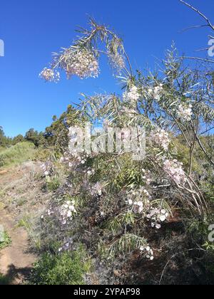 Canary tree bindweed (Convolvulus floridus Stock Photo - Alamy