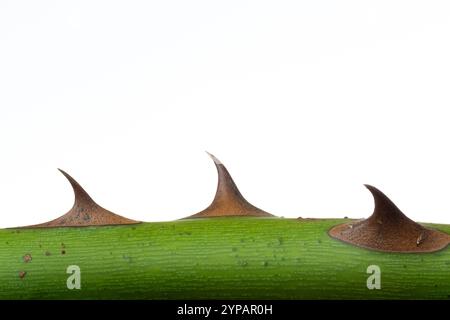 Rose stem with thorns, close-up Stock Photo