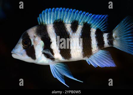 Frontosa cichlid (Cyphotilapia frontosa). Aquariumphoto. Stock Photo