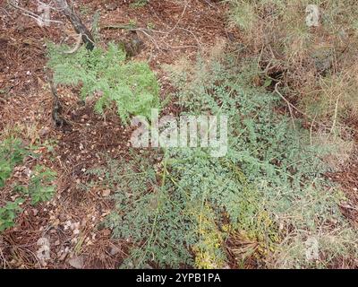 giant Tangier fennel (Ferula tingitana) Stock Photo