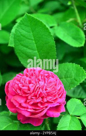 Single Solitary Red/Pink Rosa 'De Rescht' (Shrub Rose) Double Rose grown in the Borders at RHS Garden Harlow Carr, Harrogate, Yorkshire, England, UK. Stock Photo