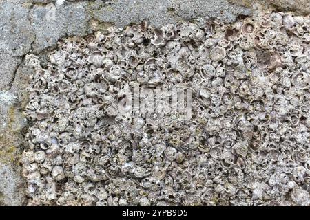 Background or wall made from old shells, Jurmala Latvia Stock Photo