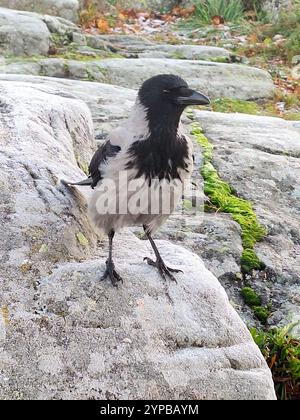 Beautiful and observant young Hooded crow, Corvus cornix, perched on a rock on a day of autumn. Stock Photo