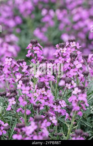 Erysimum Bowles's Mauve, wallflower Bowles's Mauve, grey-green leaves, racemes of mauve flowers Stock Photo