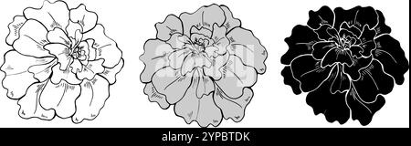 Monochrome marigold flower heads in three colors line art hand drawn isolated illustration. Terry flowers sketch painted by ink. Stock Vector