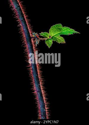 Backlit stem and leaf of wineberry (Rubus phoenicolasius) in autumn. Spines are defense against grazing animals. Stock Photo