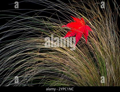 Leaf of Japanese maple tree (Acer palmatum) that has fallen onto a clump of dried grasses in autumn in a garden in central Virginia. Stock Photo
