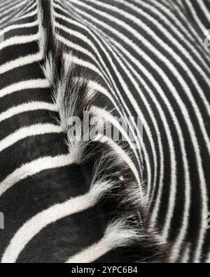 Abstract black and white pattern of Grevy’s zebra stripes close up Stock Photo