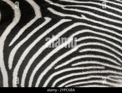 Abstract black and white pattern of Grevy’s zebra stripes close up Stock Photo
