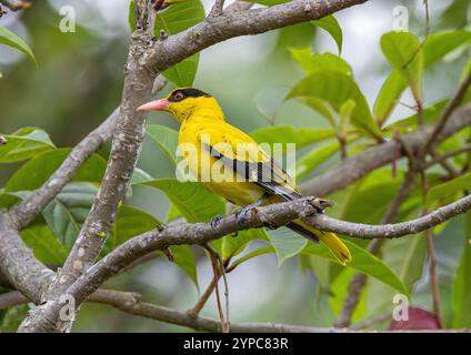 Black-naped oriole (Oriolus chinensis) at Gardens by the Bay, Singapore Stock Photo