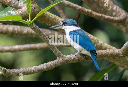 Collared kingfisher (Todiramphus chloris) in Gardens by the Bay, Singapore Stock Photo