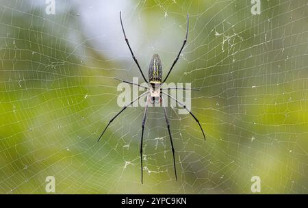 Female nephila pilipes (northern golden orb weaver or giant golden orb weaver) in the Botanic Gardens, Singapore Stock Photo
