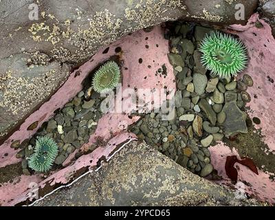 Green Sea Anemones at Rialto Beach in Olympic National Park, Washington, USA. Stock Photo