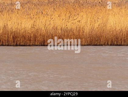 Golden reeds sway gently by the water's edge at Blacktoft Sands, showcasing the beauty of wetland habitats in winter. Stock Photo