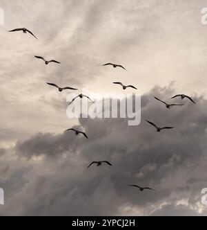 Flock of lapwings soaring above Blacktoft Sands, seen against a dramatic cloudy sky. Stock Photo