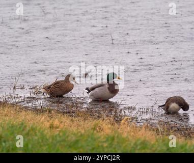 Three mallard ducks wading at the water’s edge at Blacktoft Sands wetland on a rainy, cloudy day. UK Stock Photo