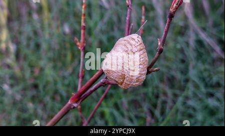 Mantis ootheca Stock Photo