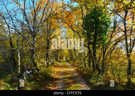 Gravel road leading through a deciduous, broadleaf forest in orange and yellow autumn colors Stock Photo