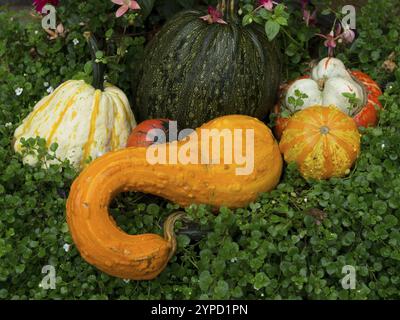 Various ornamental pumpkins surrounded by green plants and colourful flowers, borken, muensterland, germany Stock Photo