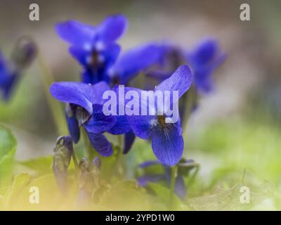 Common Dog Violet (Viola riviniana) plants flowering in the spring, county Hessen, Germany, Europe Stock Photo