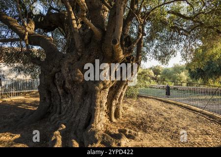 Ancient 1000-year-old olive tree, Santa Maria Navarrese, Gulf of Orosei National Park, Baunei, Nuoro, Sardinia, Italy, Europe Stock Photo