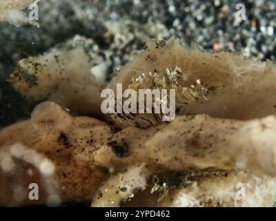 A tiny, well camouflaged zebra lionfish (Dendrochirus zebra) juvenile resting on brown substrate in the sea, dive site Puri Jati, Umeanyar, Bali, Indo Stock Photo