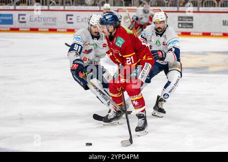 29.11.2024, Eishockey: Penny DEL, Saison 2024/2025, 21. Spieltag, Duesseldorfer EG - Iserlohn Roosters im PSD Bank Dome in Duesseldorf. Zweikampf zwischen Michael Dal Colle (Iserlohn Roosters, #91), Brendan O Donnell (Duesseldorfer EG, #21) und Colton Jobke (Iserlohn Roosters, #77). Foto: Kirchner-Media/TH Stock Photo