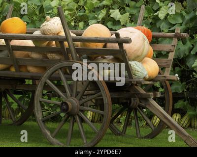 Various pumpkins lying on an old wooden cart outdoors, borken, muensterland, germany Stock Photo