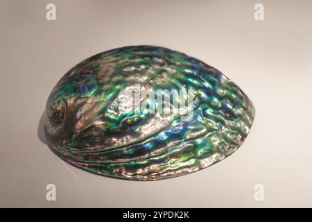 Rainbow Abalone shell (Haliotis iris) Stock Photo