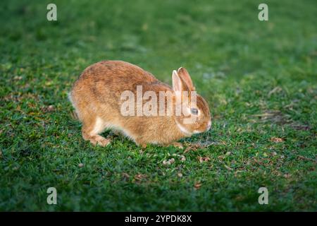 Domestic Rabbit - Netherland Dwarf Rabbit Stock Photo