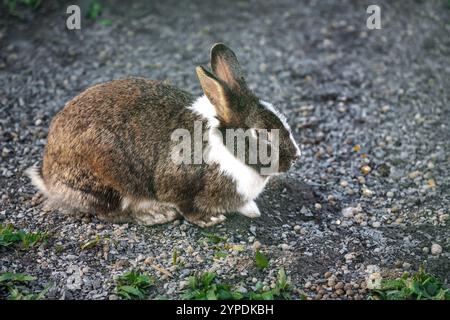 Domestic Rabbit - Miniature Dutch Rabbit Stock Photo