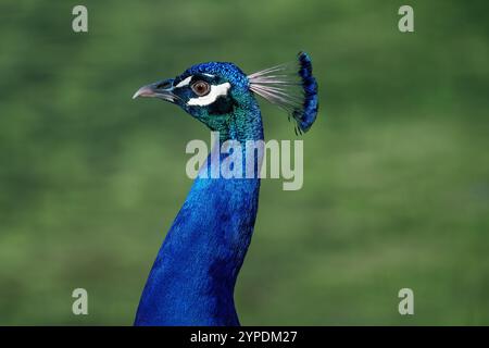 Male Indian Peafowl (Pavo cristatus) - Peacock Stock Photo