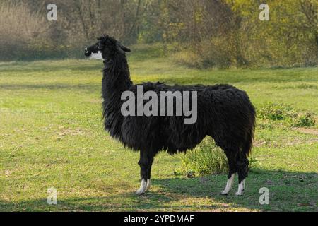 South American Black Alpaca (Vicugna pacos) Stock Photo
