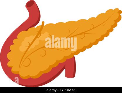 Medical illustration showing healthy human pancreas producing digestive enzymes and hormones, connected to duodenum and bile duct Stock Vector