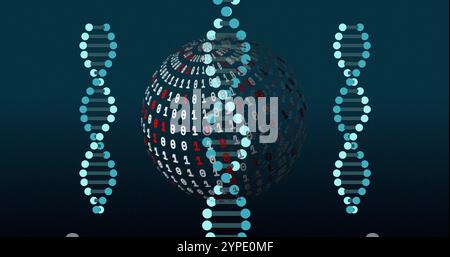 Image of digital data processing over dna strands spinning and globe with binary coding Stock Photo