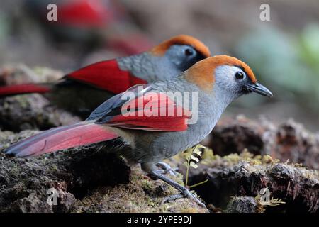 Red-tailed Laughingthrush (Trochalopteron milnei) side view, wild, but attracted to feeding station, Gaoligong Shan, southwest Yunnan, China  Winter Stock Photo