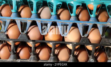 Large Stack of Fresh Brown Eggs in Colorful Plastic Trays Stock Photo