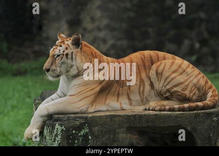 A bengal tiger lying on the floor at noon Stock Photo