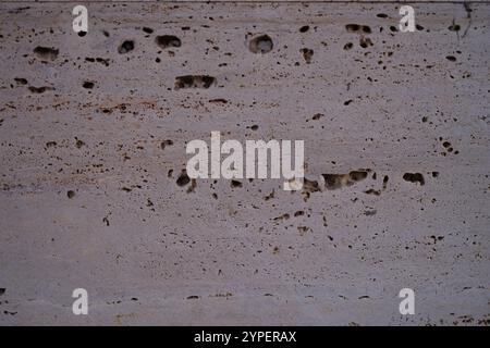 Textured Concrete Surface Featuring Distinct Pockmarks and Veins Throughout the Material Stock Photo