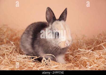 Pet bunny surrounded by straw Stock Photo