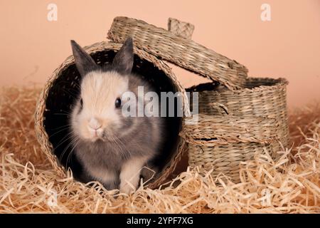 Pet bunny surrounded by straw Stock Photo