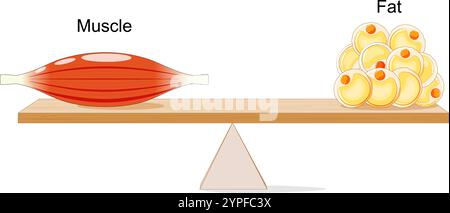 Balance between muscle and fat. healthy ratio of muscle mass to body fat. Concept of weight loss, health, fitness, and diet. Vector poster Stock Vector