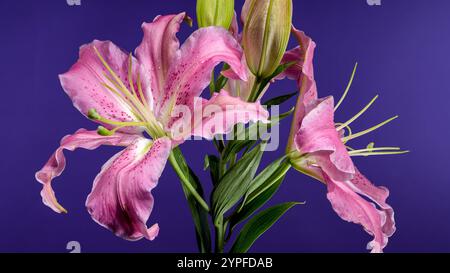 A close-up shot of a pink Oriental lily in full bloom with dewdrops on its petals, surrounded by green buds, set against a rich purple background. Stock Photo