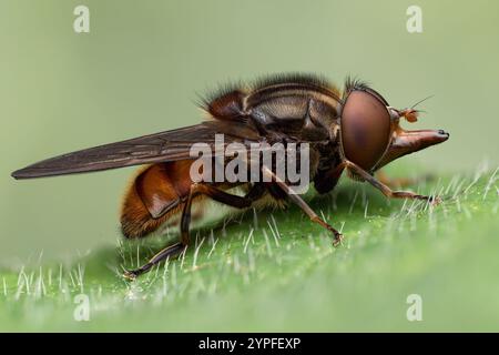Rhingia campestris hoverfly resting on leaf. Tipperary, Ireland Stock Photo
