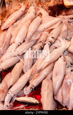 A squid  is a mollusc with an elongated soft body, large eyes, eight arms, and two tentacles in the orders Myopsida, Oegopsida, and Bathyteuthida.  So Stock Photo