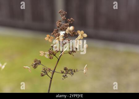 Dried hydrangea photographed up closed with selective focus, beautiful brown golden macro photography of hortensia blossom in the late winter. Stock Photo