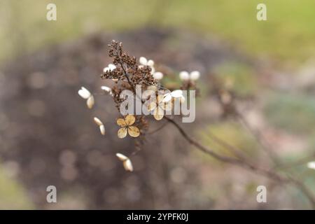 Dried hydrangea photographed up closed with selective focus, beautiful brown golden macro photography of hortensia blossom in the late winter. Stock Photo