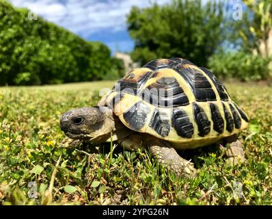 land turtle walking in the garden  tortue d'Hermann Stock Photo